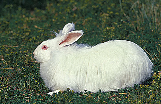 白色,兔子,草地
