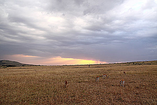 肯尼亚马赛马拉非洲大草原落日霞光