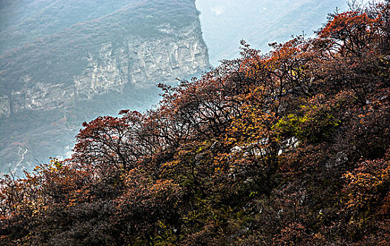 北京深秋红叶-幽岚山-坡峰岭