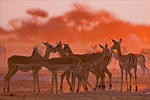 黑斑羚,日落,博茨瓦纳,非洲