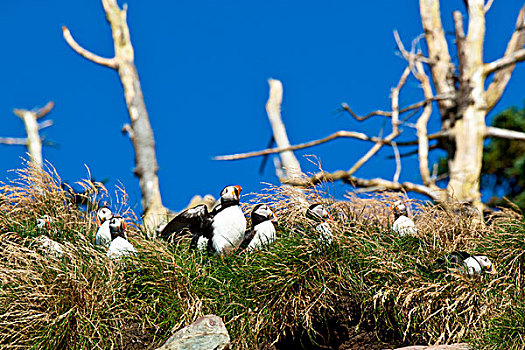 大西洋角嘴海雀,北极,生态,自然保护区,纽芬兰,加拿大