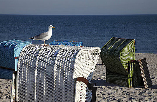 欧洲,银鸥,海滩,椅子,赫尔戈兰岛,德国