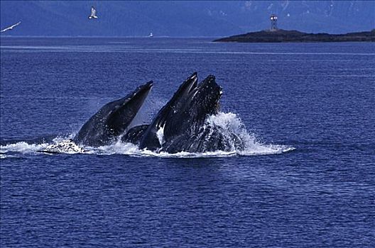 驼背鲸,阿拉斯加,美国