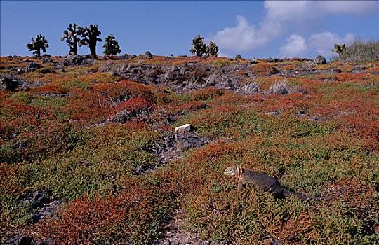 陆地,鬣蜥蜴,加拉帕戈斯,岛屿,加拉巴哥陆鬣蜥