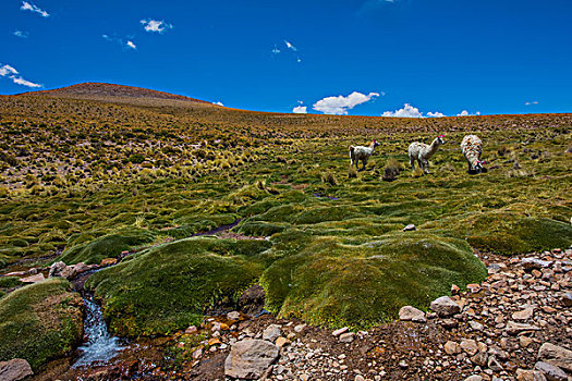 玻利维亚乌尤尼山区羊群