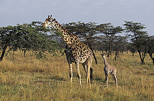 马赛长颈鹿,幼兽,马赛马拉,公园,肯尼亚