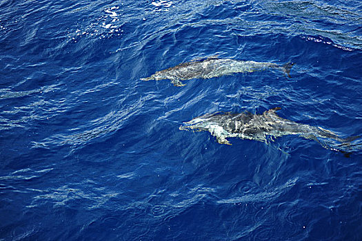 dominica,roseau,dolphins,swimming,in,the,blue,sea