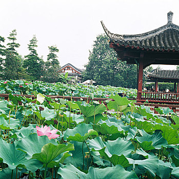 中国四川望丛祠花塘