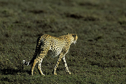 坦桑尼亚,塞伦盖蒂,印度豹