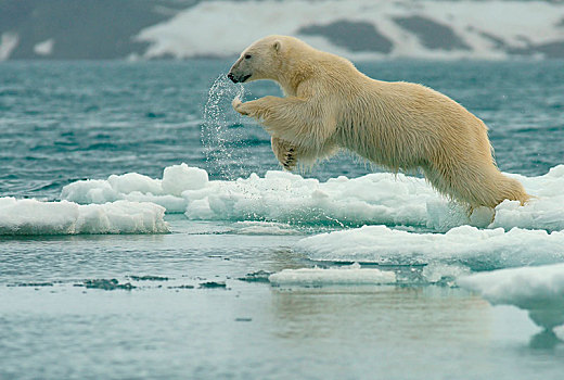 北极熊,跳跃,上方,浮冰,斯瓦尔巴特群岛,挪威,北极,欧洲