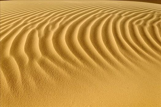 沙丘,波纹,锡,阿尔及利亚,撒哈拉沙漠,北非