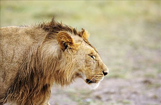 肯尼亚,马赛马拉国家公园,狮子