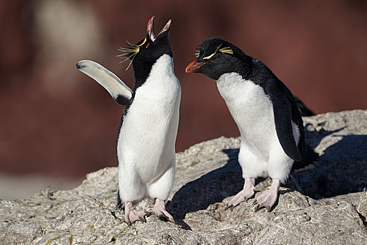 南方,跳岩企鹅,企鹅,南跳岩企鹅,动物,情侣,欢迎,仪式,岛屿,靠近,波尔图,巴塔哥尼亚,阿根廷,南美