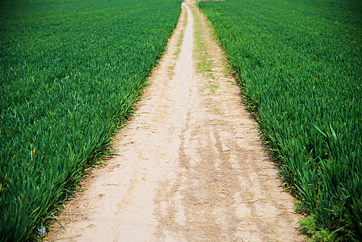 绿色麦田中的一条小土路