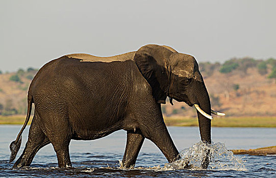 非洲象,女性,穿过,乔贝,河,乔贝国家公园,博茨瓦纳,非洲