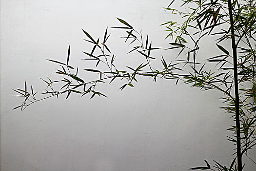 竹子枝条一枝,白墙