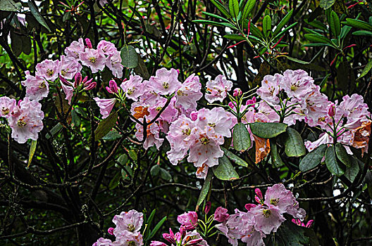 高山杜鹃花