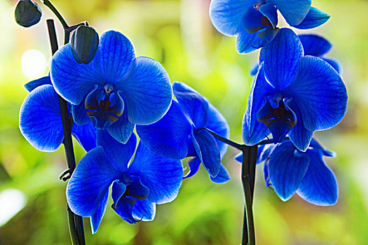 蓝色,蝴蝶兰,漂亮,花