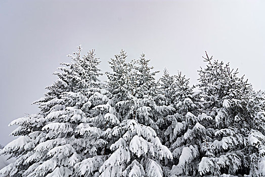 树,松树,针叶树,雪,莫斯托格,区域,下奥地利州,奥地利