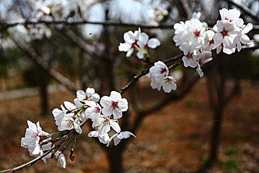 春暖花开