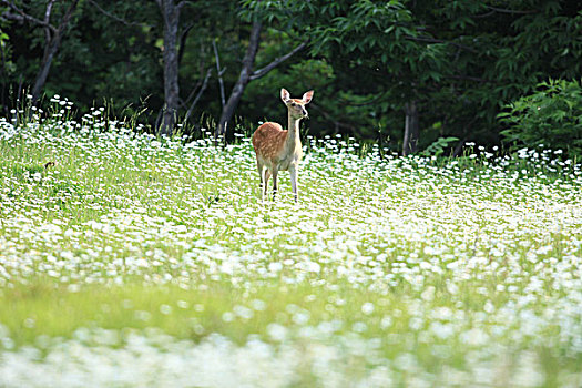 北海道,梅花鹿,白花