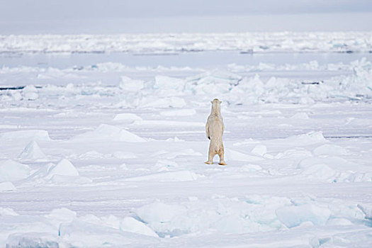 挪威,斯瓦尔巴特群岛,浮冰,北极熊,站立