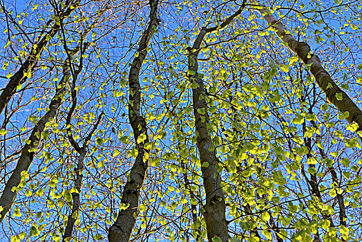 树干,落叶林,春天,普通,山毛榉,蓝天,德国,欧洲
