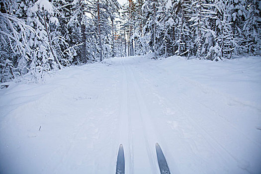 风景,滑雪,雪中,遮盖,树林