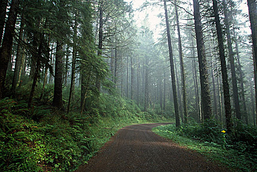 树林,小路,俄勒冈,美国