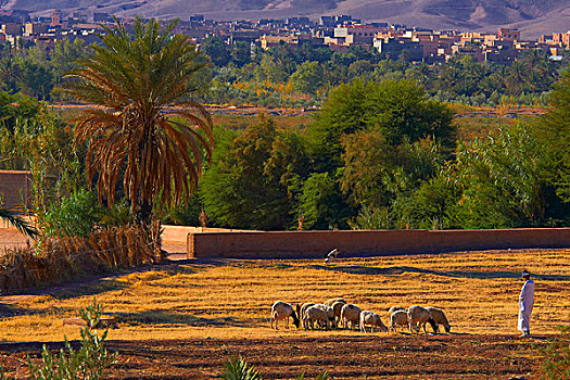 牧羊人,陶里尔特省,世界遗产,瓦尔扎扎特,省,摩洛哥,非洲