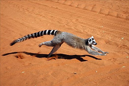 节尾狐猴,狐猴,成年,跑,禁猎区,马达加斯加,非洲
