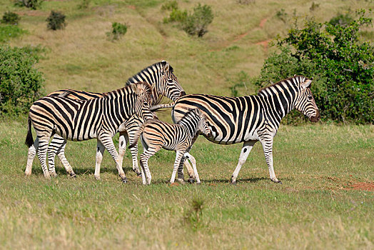 斑马,马,成年,小马,走,草地,阿多大象国家公园,东开普省,南非,非洲