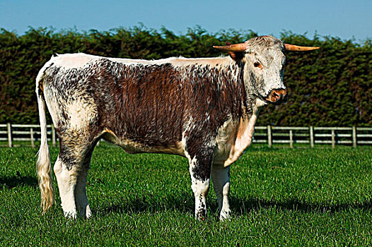 家牛,长角牛,站立,草场,坎布里亚,英格兰,欧洲