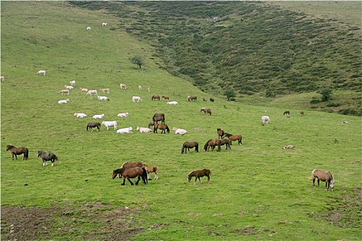 马,风景,绿色,草地,比利牛斯山脉