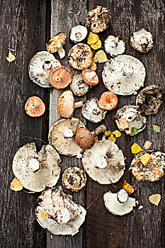 种类,野外,蘑菇,木地板