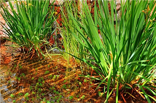 沙漠植物,水中