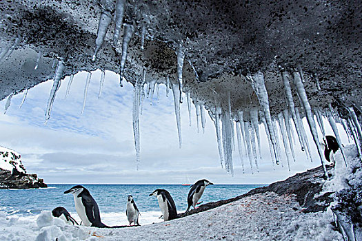 南极,南设得兰群岛,帽带企鹅,阿德利企鹅属,冰柱,悬挂,下方,悬垂,欺骗岛