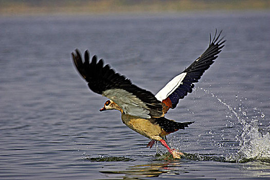 埃及雁,成年,起飞,水,肯尼亚