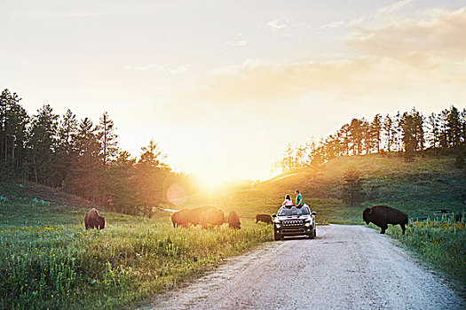 父亲,女儿,汽车,看,野牛,放牧,草地,卡斯特州立公园,南达科他