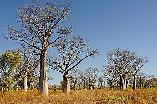 树,猴面包树,金伯利,高原,澳大利亚