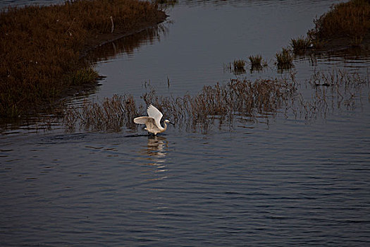 湿地海鸟