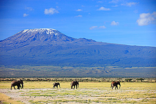 非洲象,山,乞力马扎罗山