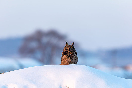 猛禽雕鸮在冬天雪地里觅食