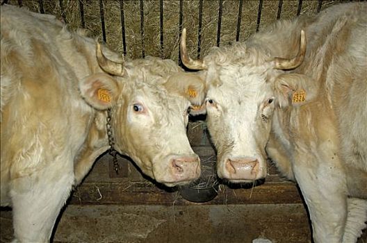 法国,奥弗涅,上卢瓦尔省,靠近,母牛,牛棚