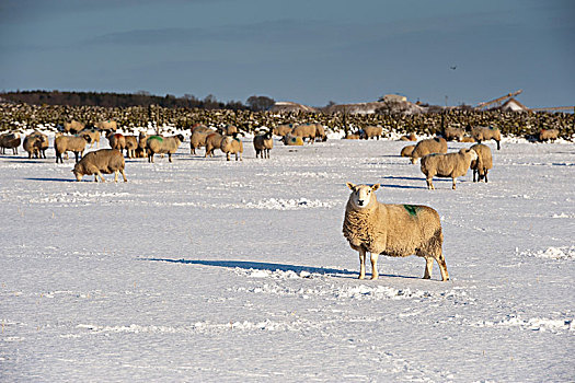绵羊,雪中,遮盖,地点,坎布里亚,英格兰