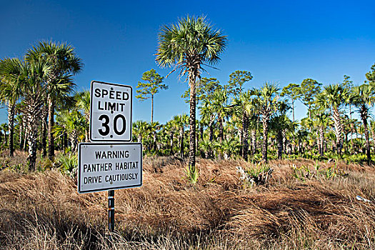 路标,树林,驾驶员,小心,防护,濒危,佛罗里达,那不勒斯,美国,北美