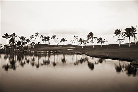 夏威夷,瓦胡岛,高尔夫,胜地,棕榈树,反射,水塘,黑白照片