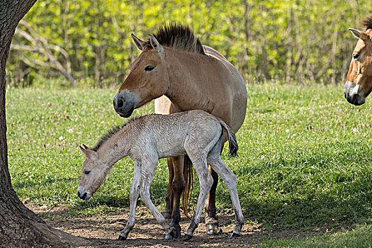 马,中心,霍尔特巴杰,国家公园,母马,小马,匈牙利