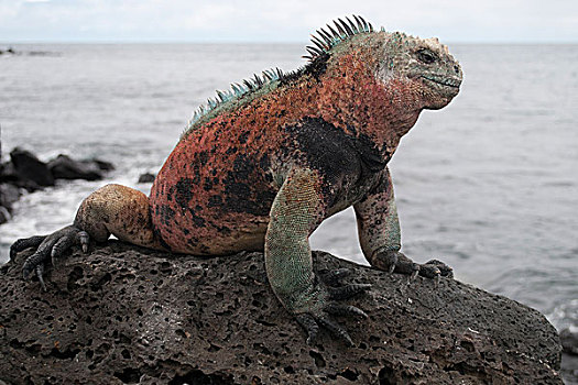 海鬣蜥,红色,彩色,加拉帕戈斯,厄瓜多尔,南美