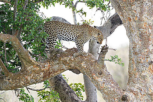 豹,站立,无花果树,马赛马拉国家保护区,肯尼亚,非洲